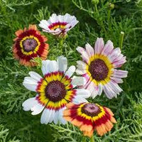 Weiß Chrysantheme Carinatum Blumensamen zur Aussaat – duftend Blüten – Traditionssorte & ohne Gentechnik Samen Hausgarten