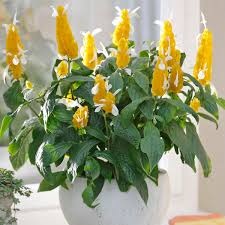 Gelb Pachystachys Lutea Blumensamen zur Aussaat – sonnenliebend – Traditionssorte & ohne Gentechnik Samen Hausgarten