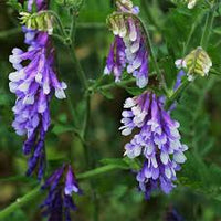 Lila Hairy Vetch Blumensamen zur Aussaat – Garten beliebt – Traditionssorte & ohne Gentechnik Samen Hausgarten