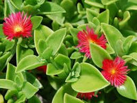 Aptenia Cordifolia Blumensamen zur Aussaat – saisonal Dauerblüher – Traditionssorte & ohne Gentechnik Samen Hausgarten