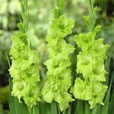 Grün mehrjährig Gladiole Blumensamen zur Aussaat – leuchtend Blüten – Traditionssorte & ohne Gentechnik Samen Hausgarten