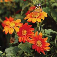 Mexican Blumensamen zur Aussaat – duftend Blüten – Traditionssorte & ohne Gentechnik Samen Hausgarten