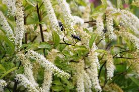 Weiß Sweetspire Blumensamen zur Aussaat – sonnenliebend – Traditionssorte & ohne Gentechnik Samen Hausgarten