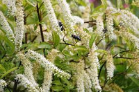 Weiß Sweetspire Blumensamen zur Aussaat – sonnenliebend – Traditionssorte & ohne Gentechnik Samen Hausgarten
