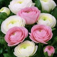 Rosa Weiß Ranunculus Blumensamen zur Aussaat – Garten beliebt – Traditionssorte & ohne Gentechnik Samen Hausgarten