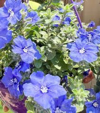 Petunie Blau Phantom Blumensamen zur Aussaat einjährige Blume Samen leuchtend Blüten