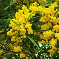 Gelb Wattle Blumensamen zur Aussaat – duftend Blüten – Traditionssorte & ohne Gentechnik Samen Hausgarten