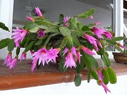 Rosa Hatiora Rosea Blumensamen zur Aussaat – Bestäuber freundlich – Traditionssorte & ohne Gentechnik Samen Hausgarten