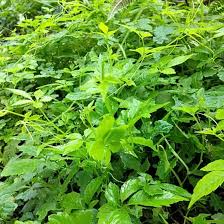 Gynostemma Pentaphyllum Blumensamen zur Aussaat – saisonal Dauerblüher – Traditionssorte & ohne Gentechnik Samen Hausgarten
