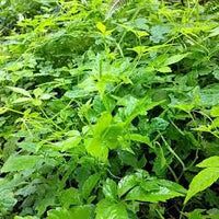 Gynostemma Pentaphyllum Blumensamen zur Aussaat – saisonal Dauerblüher – Traditionssorte & ohne Gentechnik Samen Hausgarten