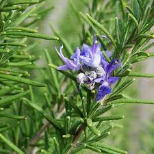 Rosemary Blume Blumensamen zur Aussaat – pflegeleicht – Traditionssorte & ohne Gentechnik Samen Hausgarten