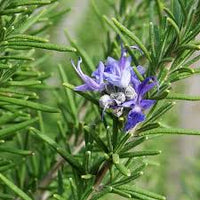Rosemary Blume Blumensamen zur Aussaat – pflegeleicht – Traditionssorte & ohne Gentechnik Samen Hausgarten