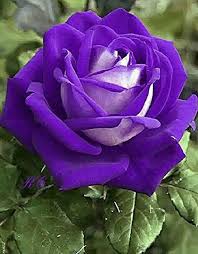 Violett Weiß Rose Blumensamen zur Aussaat – saisonal Dauerblüher – Traditionssorte & ohne Gentechnik Samen Hausgarten