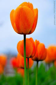 tief Orange Tulpe Blumensamen zur Aussaat – Traditionssorte ohne Gentechnik biologisch Garten Samen – leuchtend Blüten Keimung
