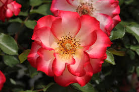 Betty Boop Rose Samen zur Aussaat – leuchtend Rosa Blüten für Ihren Garten