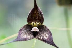 Schwarz Monkey Face Orchidee Blumensamen – Bestäuber freundlich – Traditionssorte & ohne Gentechnik Samen Hausgarten