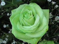 hell Grün Rose Blumensamen zur Aussaat – duftend Blüten – Traditionssorte & ohne Gentechnik Samen Hausgarten