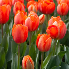 Deep orange tulip blume samen for anpflanzung – heirloom nongmo organic garten samen – bright blooms high germination
 
 sale for anpflanzung in home garten