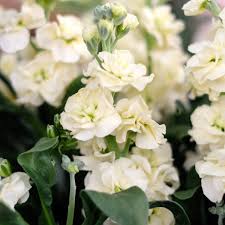 hell Gelb Levkoje Incana Blumensamen zur Aussaat – Garten beliebt – Traditionssorte & ohne Gentechnik Samen Hausgarten