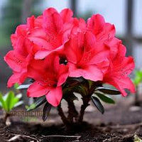 hell Rot Azalee Blumensamen zur Aussaat – Schnitt Blume beliebt – Traditionssorte & ohne Gentechnik Samen Hausgarten