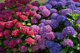 Hortensie hell Grün Blumensamen zur Aussaat – lang Blüte Saison – Traditionssorte & ohne Gentechnik Samen Hausgarten