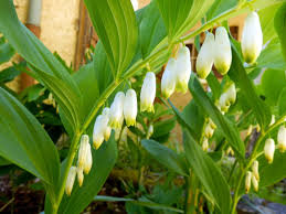 Weiß Solomons Blumensamen zur Aussaat – Landhaus Garten wichtig – Traditionssorte & ohne Gentechnik Samen Hausgarten