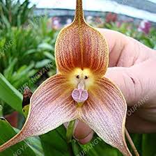 Weiß Orange Orchidee Blumensamen zur Aussaat – Schnitt Blume beliebt – Traditionssorte & Gentechnik Samen Hausgarten