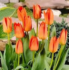 Orange gelb tulip blume samen for anpflanzung – heirloom nongmo organic garten samen – garten favorite high germination
 
 sale for anpflanzung in home garten