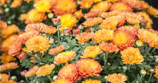 Chrysantheme Orange Gelb Blumensamen zur Aussaat – kompakt Wuchs – Traditionssorte & ohne Gentechnik Samen Hausgarten
