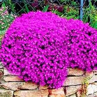 Cress Blumensamen zur Aussaat – Anzucht – Traditionssorte & ohne Gentechnik Samen Hausgarten