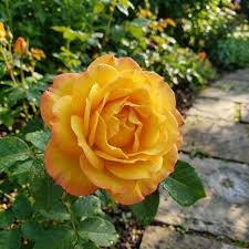 Gold Rose Blumensamen zur Aussaat – kompakt Wuchs – Traditionssorte & ohne Gentechnik Samen Hausgarten