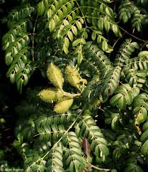 Caesalpinia Bonducella Blumensamen zur Aussaat – leuchtend – Traditionssorte & ohne Gentechnik Samen Hausgarten