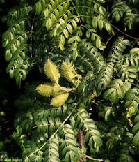 Caesalpinia Bonducella Blumensamen zur Aussaat – leuchtend – Traditionssorte & ohne Gentechnik Samen Hausgarten