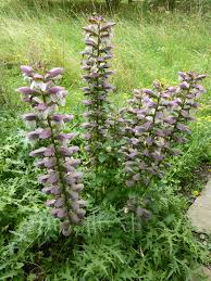 Acanthus Spinosus Acanthus spinosus Blumensamen zur Aussaat Blume Beet