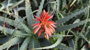 Gemischt Aloe Vera Blumensamen zur Aussaat – Landhaus Garten wichtig – Traditionssorte & ohne Gentechnik Samen Hausgarten