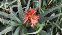 Gemischt Aloe Vera Blumensamen zur Aussaat – Landhaus Garten wichtig – Traditionssorte & ohne Gentechnik Samen Hausgarten