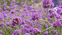 Lila Eisenkraut Tenuisecta Blumensamen zur Aussaat – Drought verträglich – Traditionssorte & ohne Gentechnik Samen Hausgarten