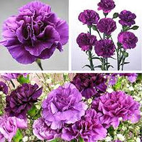Carnations Violett Weiß Blumensamen zur Aussaat – leuchtend Blüten – Traditionssorte & ohne Gentechnik Samen Hausgarten