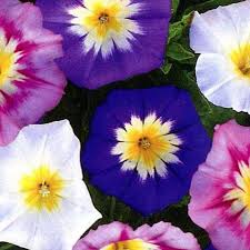 Gemischt Convolvulus Blumensamen zur Aussaat – farbenfroh Schau – Traditionssorte & ohne Gentechnik Samen Hausgarten