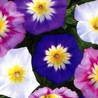Gemischt Convolvulus Blumensamen zur Aussaat – farbenfroh Schau – Traditionssorte & ohne Gentechnik Samen Hausgarten