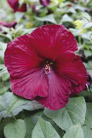 Bordeaux Hibiskus Blumensamen zur Aussaat – Traditionssorte ohne Gentechnik biologisch Garten Samen – hochwertige Blüten Keimung