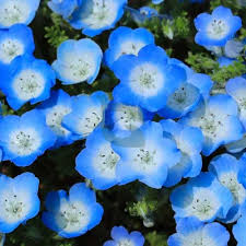 Nemophila Blumensamen