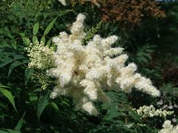 Creme Prachtspiere Blumensamen zur Aussaat – Drought verträglich – Traditionssorte & ohne Gentechnik Samen Hausgarten