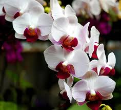 Schmetterling Orchidee Blumensamen zur Aussaat – farbenfroh Schau – Traditionssorte & ohne Gentechnik Samen Hausgarten