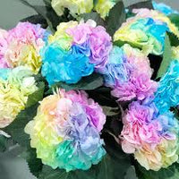 Pastel rainbow hydrangea blume samen for anpflanzung - long bloom season, heirloom & gmo free samen for home garten
 
 sale for anpflanzung in home garten.