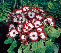 Bordeaux Cineraria Blumensamen zur Aussaat – Traditionssorte ohne Gentechnik Keimung biologisch Garten Samen ShadeLoving Blüten