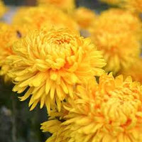 Chrysantheme Gelb Lila Blumensamen zur Aussaat – Anzucht – Traditionssorte & ohne Gentechnik Samen Hausgarten