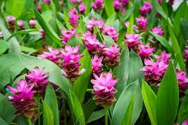 Rosa Curcuma Blumensamen zur Aussaat – farbenfroh Schau – Traditionssorte & ohne Gentechnik Samen Hausgarten