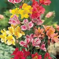 "Alstroemeria Blumensamen zur Aussaat leuchtend Blüten Traditionssorte & ohne Gentechnik Samen Hausgarten