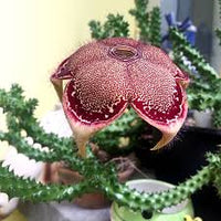 Edithcolea Blumensamen zur Aussaat – saisonal Dauerblüher – Traditionssorte & ohne Gentechnik Samen Hausgarten